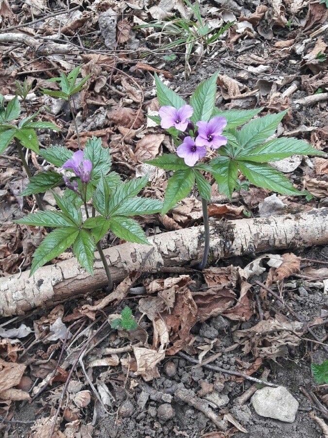 Purple flowers of Five-leaflet Bitter-cress