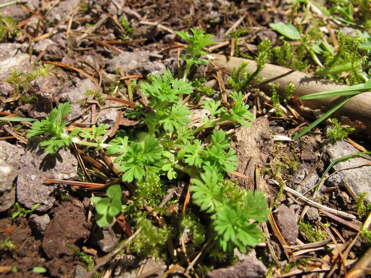 Slender parsley-piert with finely cut leaves