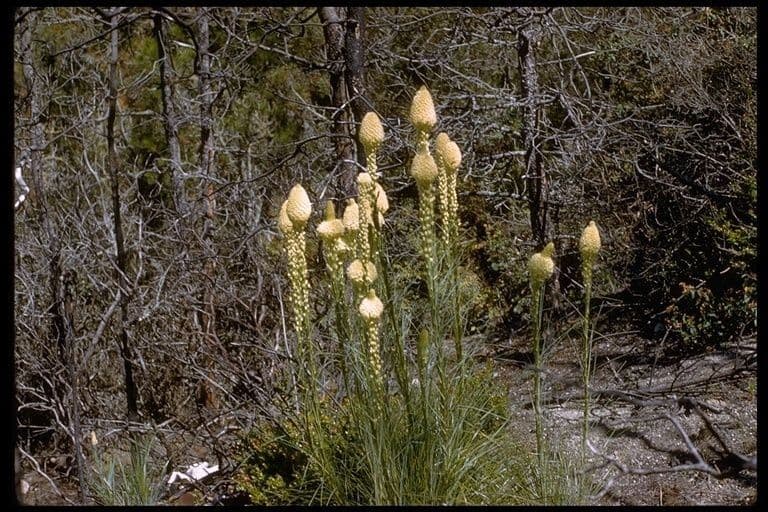 Xerophyllum tenax met witte bloempluim en fijne grasachtige bladeren in berglandschap