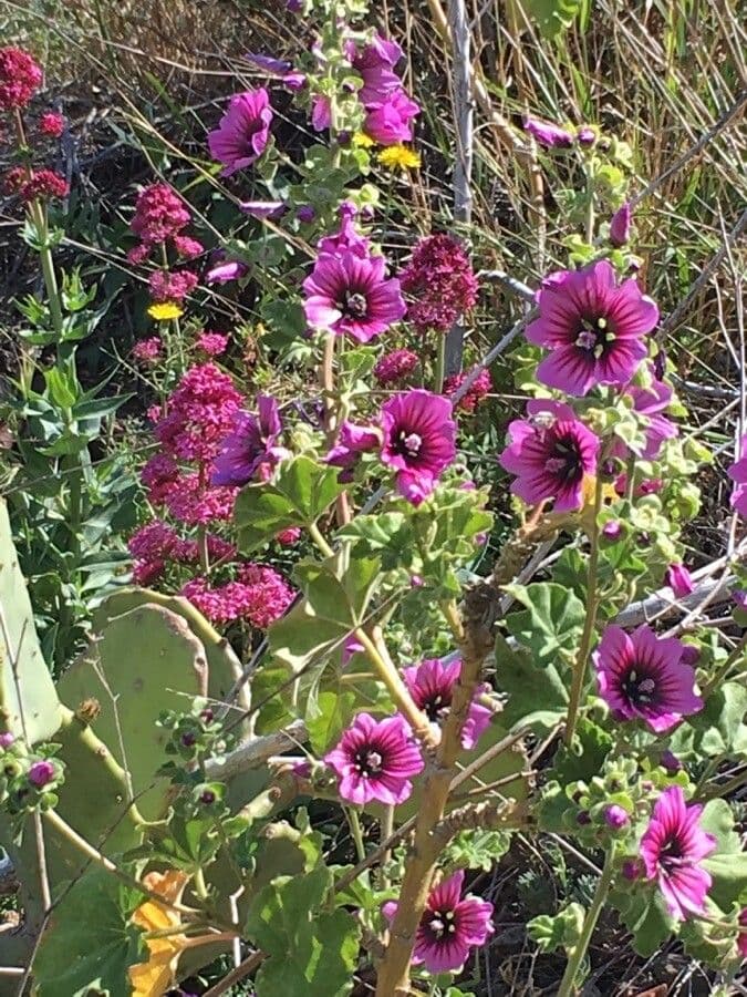 Mauve arborescente avec fleurs roses et forme arborescente caracteristique