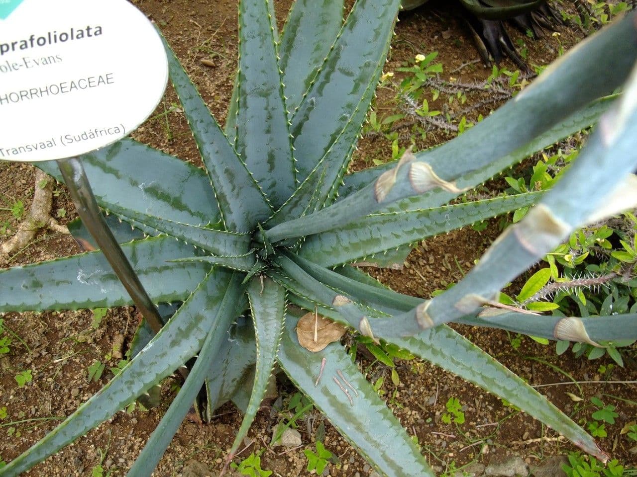 Book Aloe plant met blauwe groene bladeren in Zuid-Afrikaanse habitat