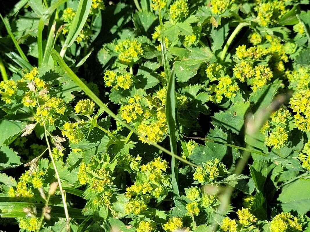 Alchemilla inconcinna mit charakteristisch eckigen Blattlappen und kleinen gelbgrunen Blutenstanden in einem alpinen Garten