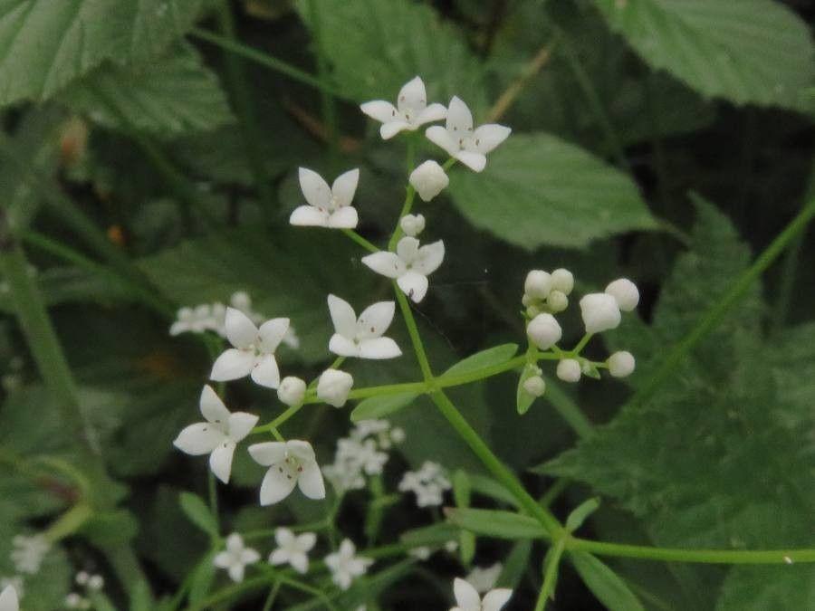 Echtes Sumpf-Labkraut in voller Blüte, mit filigranen Stängeln und kleinen weißen Blüten in einer feuchten Gartenecke.
