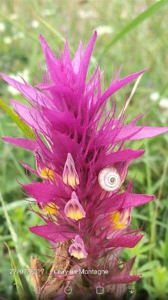 Mélampyre des champs avec fleurs rouges-jaunes et sépales caractéristiquement recourbés