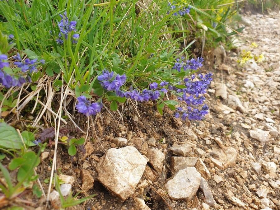 Fleurs de Polygala alpestre en habitat montagnard