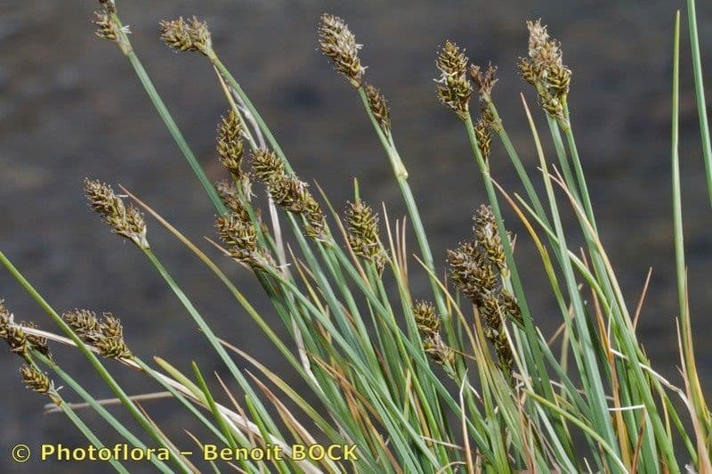 Lachenal's sedge with delicate, gray-green foliage
