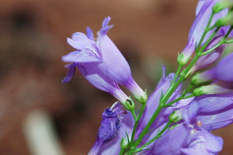 Penstemon venustus en pleine floraison avec des fleurs tubulaires violettes