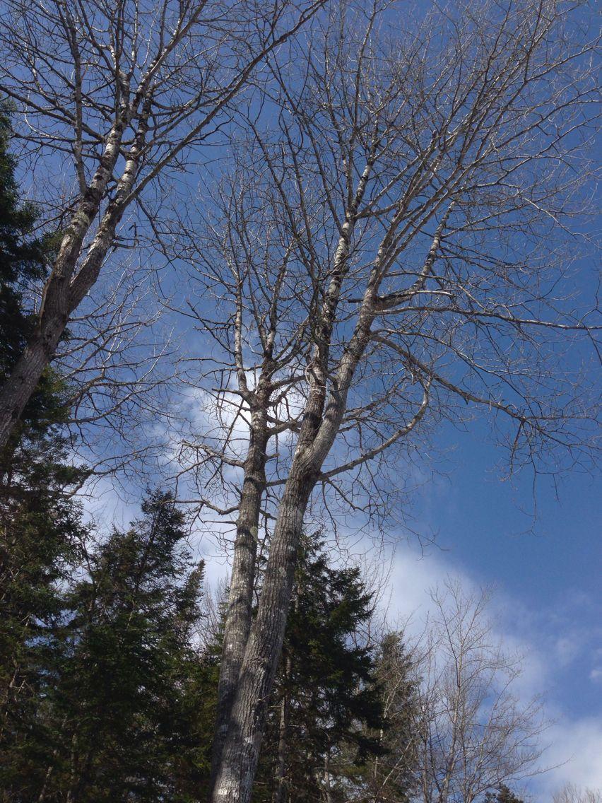 Grofgetande populier in herfst, met goudgele bladeren en een slanke stam, groeiend in een open landschap