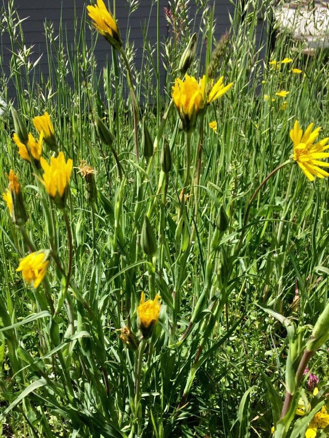 Zarte gelbe Blueten von Tragopogon pratensis auf Wiese