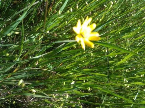 Golden-yellow flowers of California buttercup