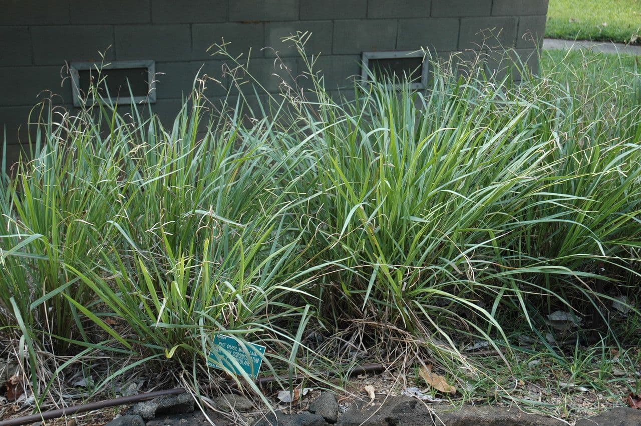 Paspalum scrobiculatum grass with seedheads in wind