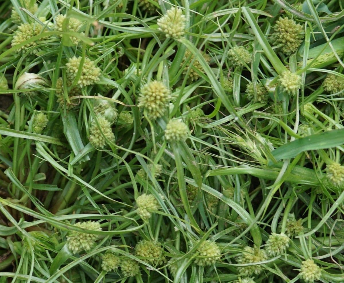 Cyperus michelianus Zwerg-Zypergras in dichten kleinen Bulten am sonnigen Teichufer