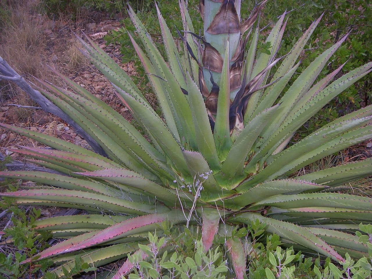 Agave chrysantha mit charakteristischen blaugrauen Blättern und dramatischer Form in Wüstenlandschaft