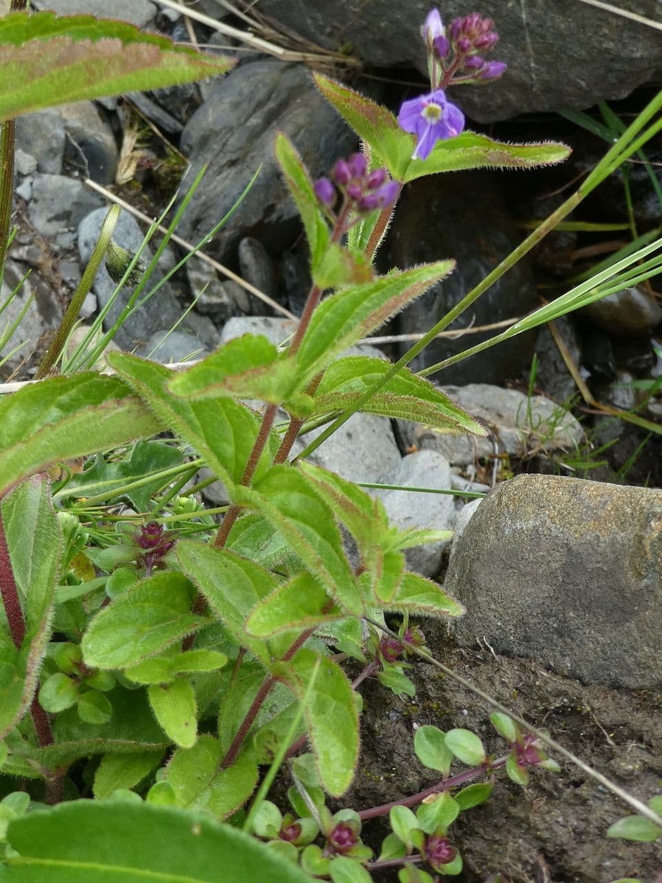 Veronique de Gouan (Veronica ponae) avec ses epis de fleurs bleues en habitat montagnard