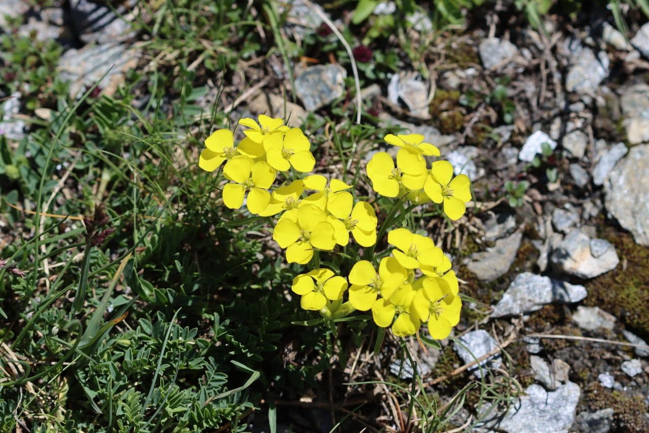 Erysimum jugicola met heldergele bloemen op een rotsachtige alpiene standplaats