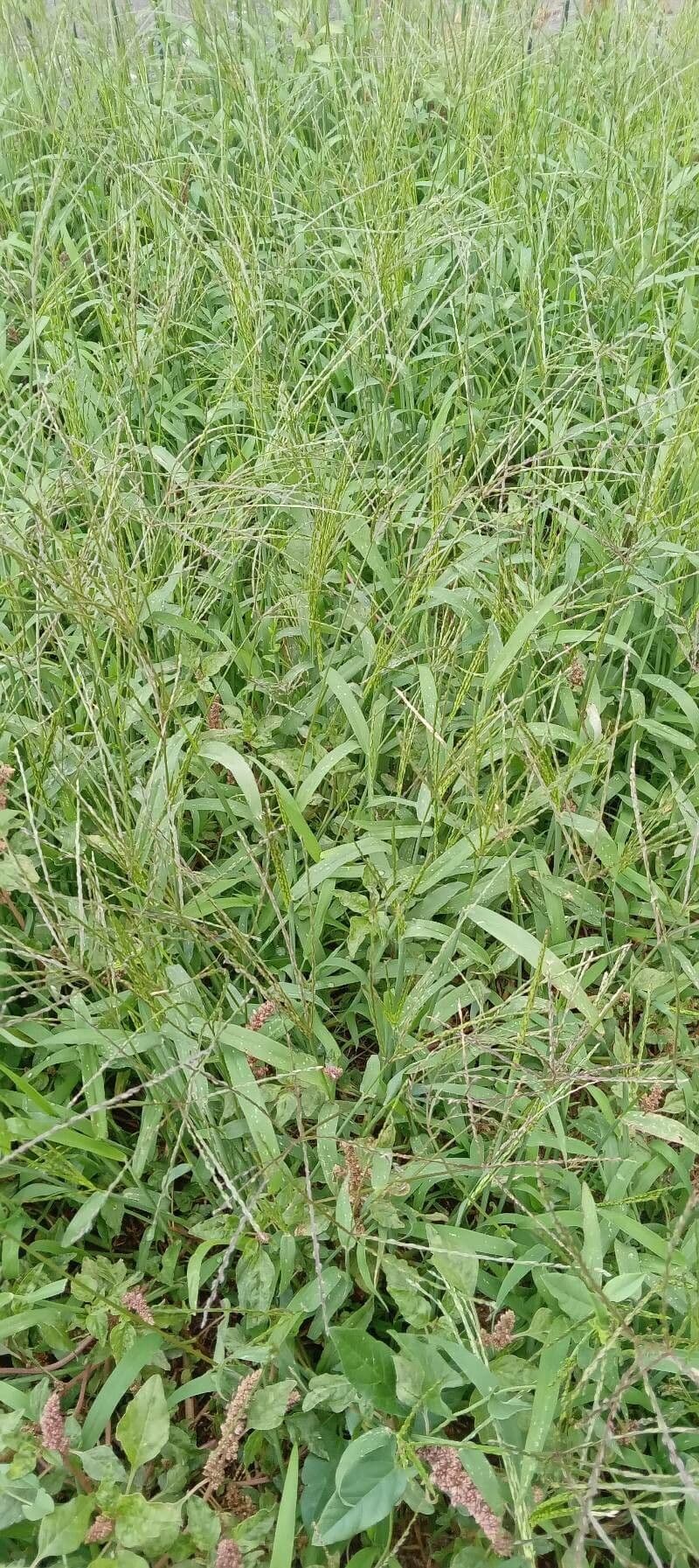 Digitaria ciliaris tropisch vingergras