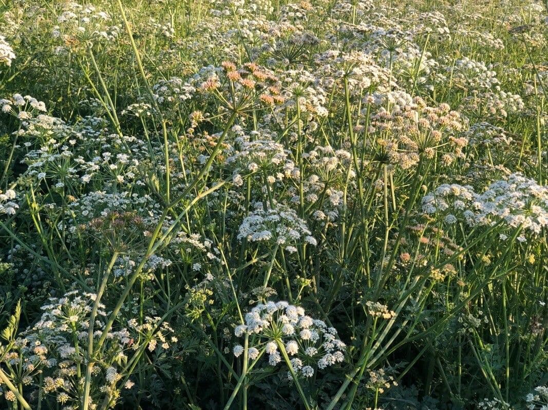 Dodemansvingers met witte bloemen aan waterrand