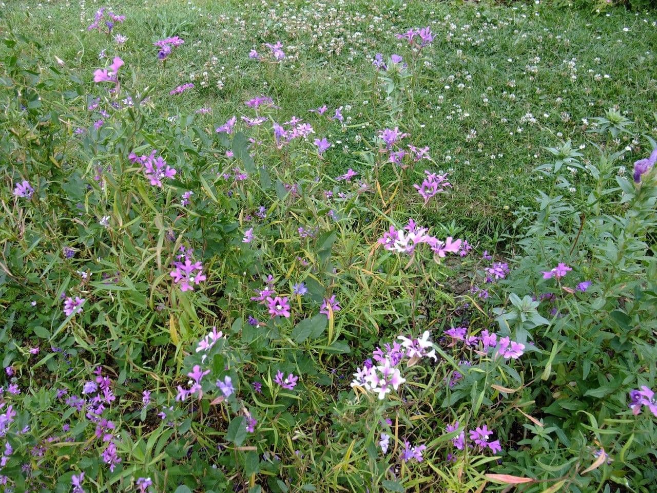 Clarkia pulchella avec des fleurs delicates rose et violet