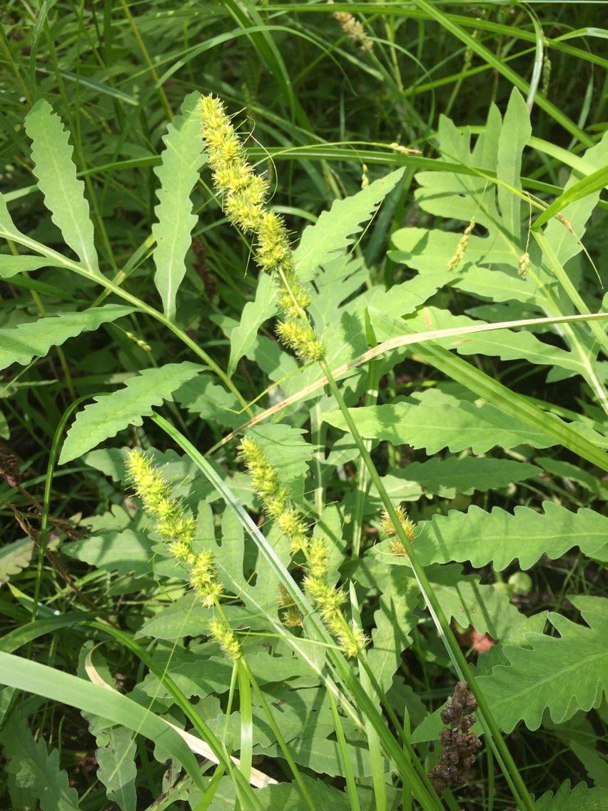 Dichte Horst der Fuchsartigen Segge mit weichen, aufrechten Ähren in einem feuchten Gartenteichrand