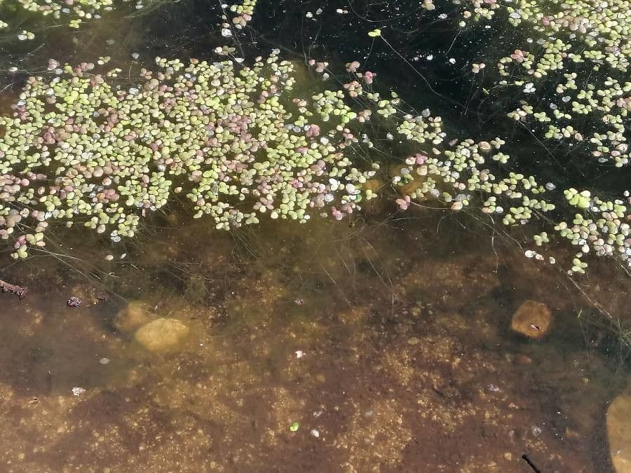 Buckelige Wasserlinse (Lemna gibba) treibend an der Wasseroberfläche