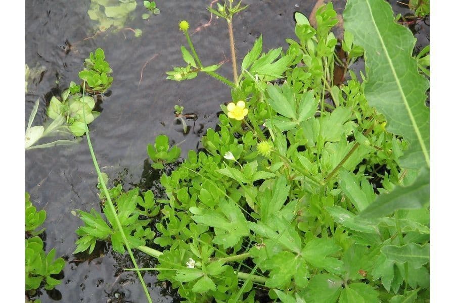 Ranunculus macounii gelbe Bluetn am Teichrand auslaeuferbildender Hahnenfuss