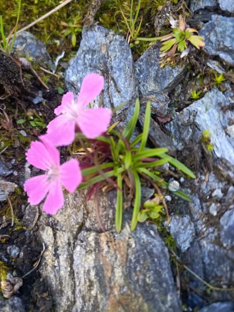 Fleurs roses de Dianthus glacialis sur terrain rocheux montagneux