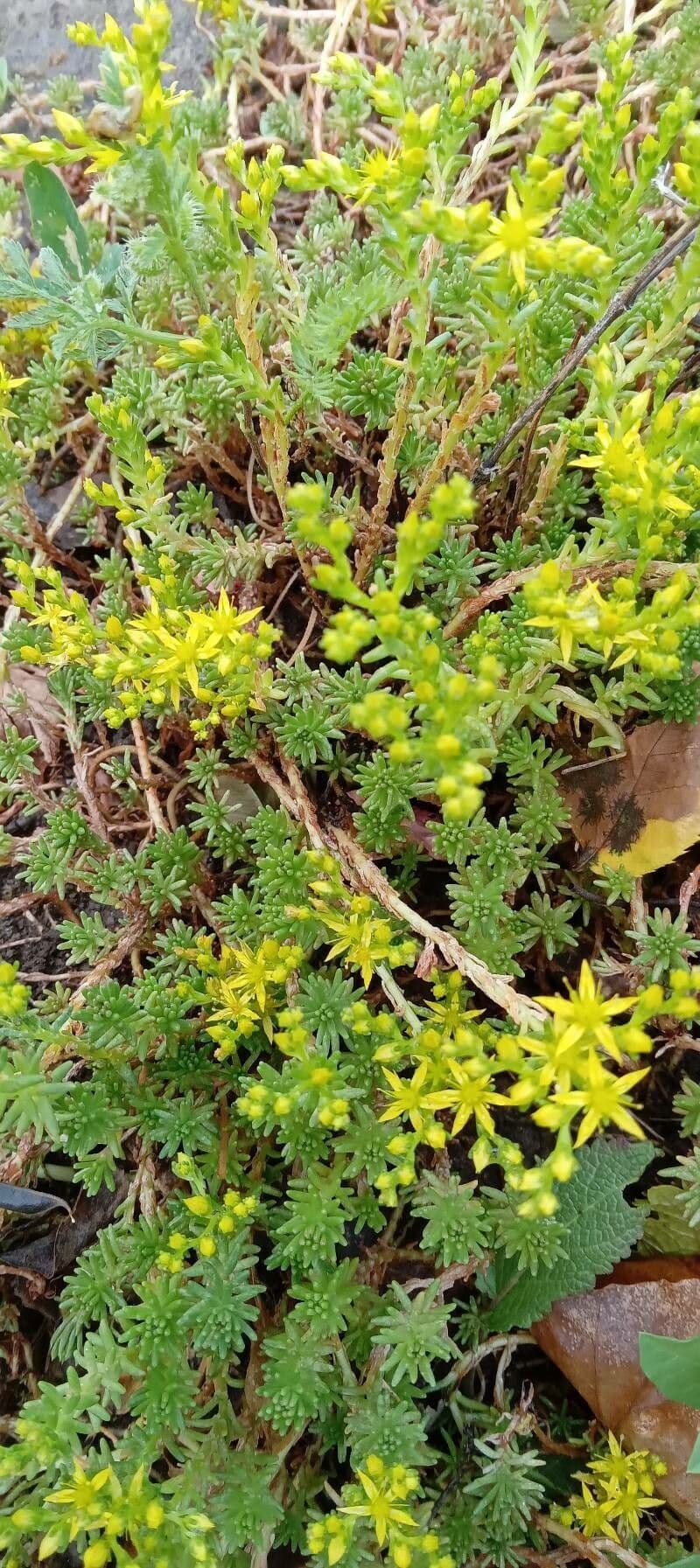 Orpin à feuilles parallèles montrant sa forme caractéristique élancée