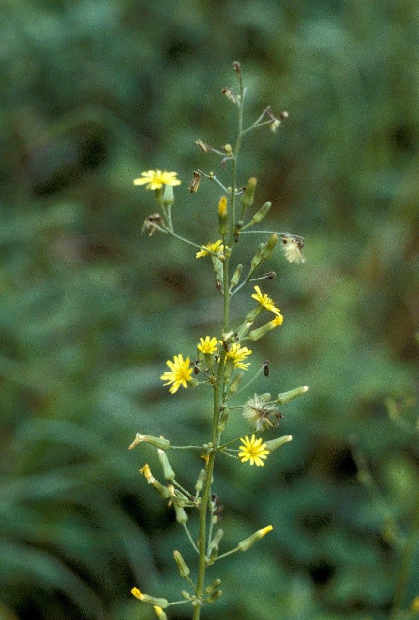 Behaarde sla (Lactuca hirsuta) met roodbruine behaarde bloeistengel en gele bloemhoofdjes