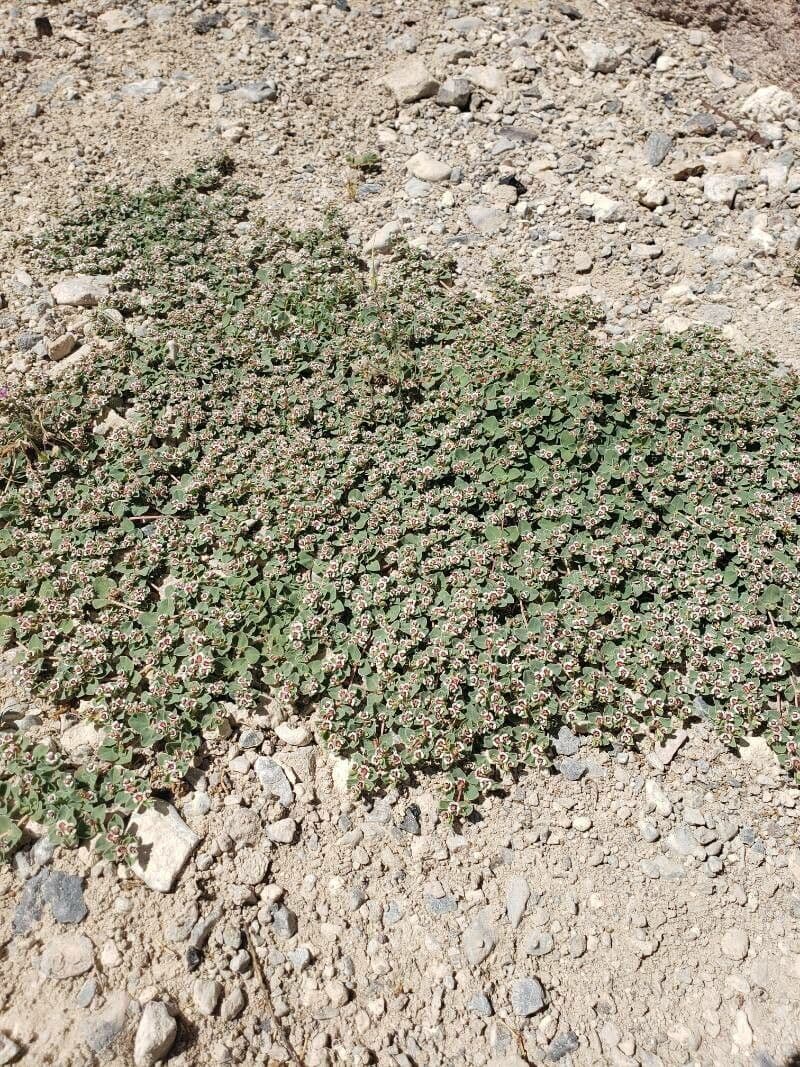 Rattlesnake weed with distinctive white-edged leaves