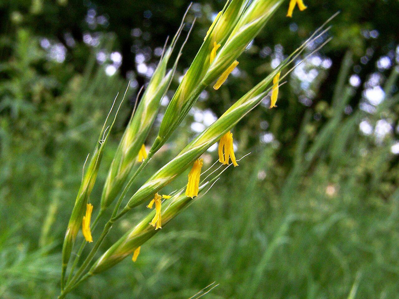 Aufrechte Trespe in voller Blüte auf einer sonnigen Wiese mit goldenen Ähren, die im Wind schwanken
