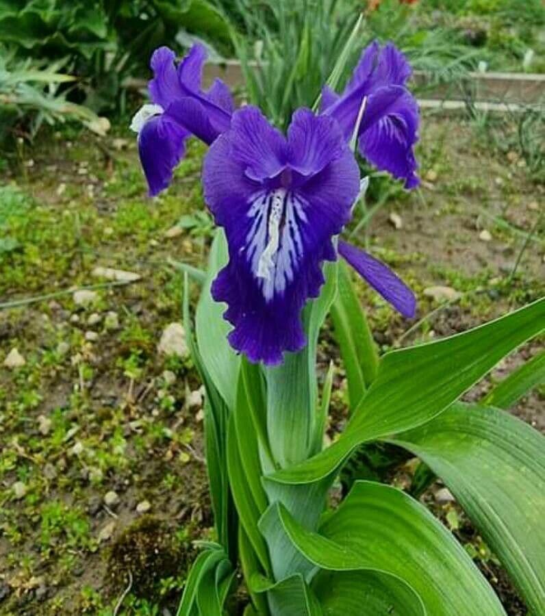 Iris aucheri met zacht gele bloemen en smalle bladen