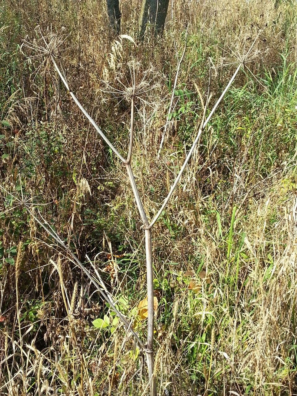 American angelica plant