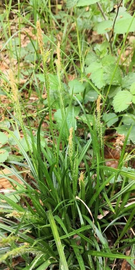 Carex brachystachys groeisituatie in rotsachtige omgeving