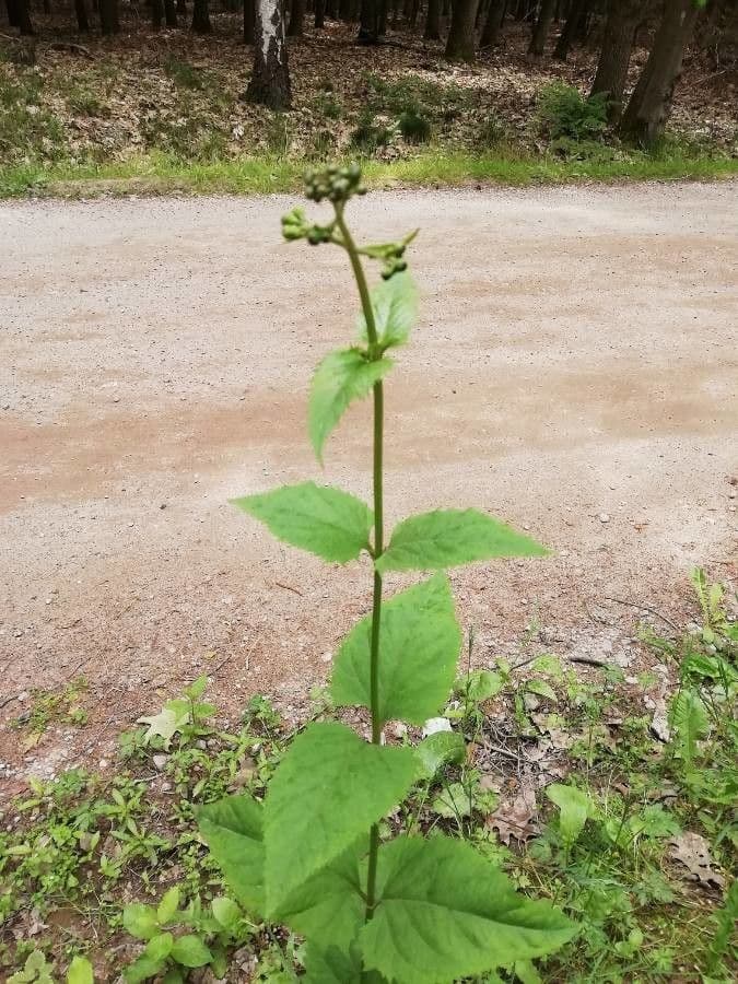 Figwort displaying brown flowers and characteristic knotted stems