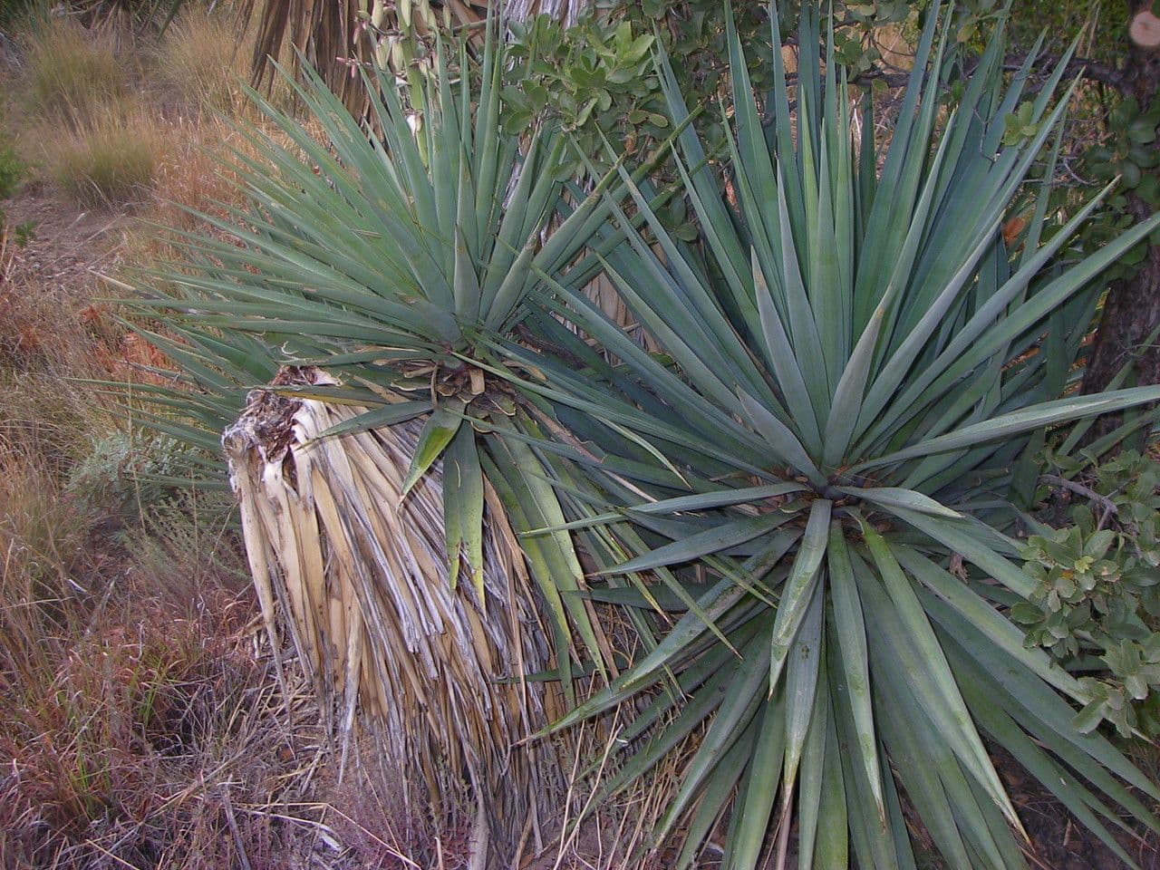 Sierra Madre yucca met spitse bladeren in natuurlijke habitat