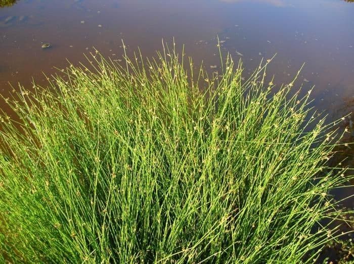 Gladsengelige rietzegge met fijne grasstructuur en bruine bloemen
