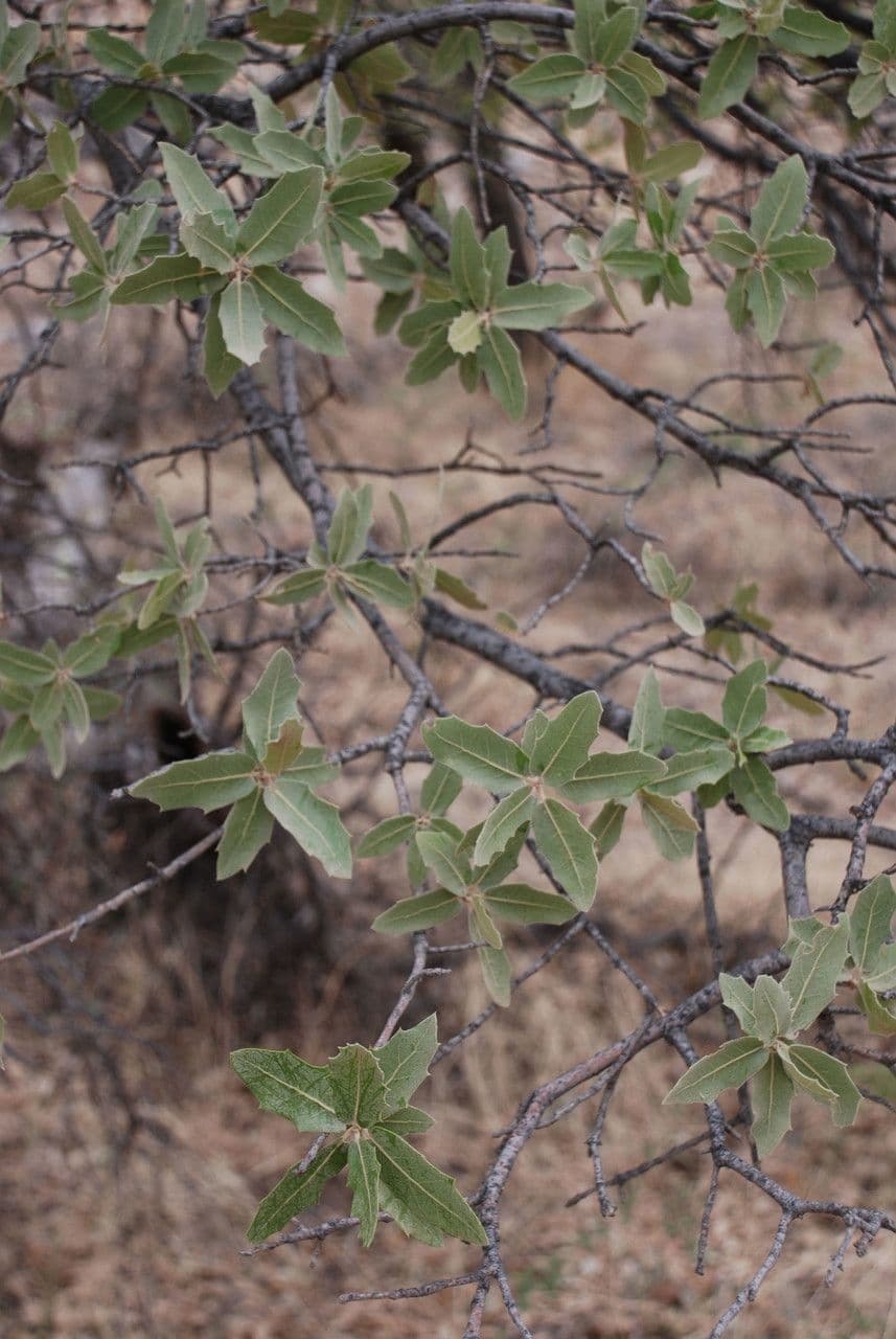 Emory oak (Quercus emoryi) foliage and branches