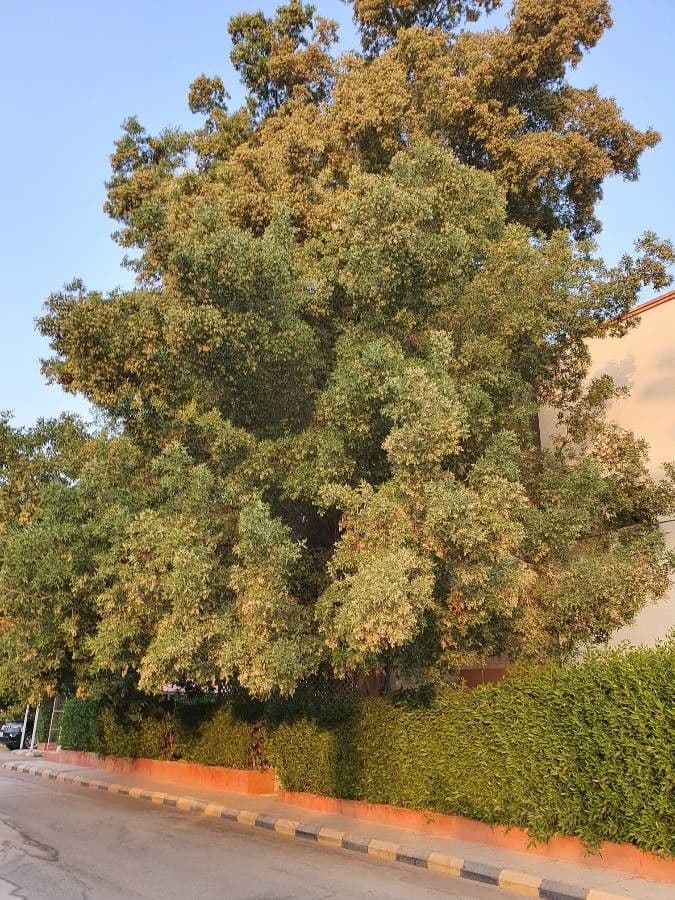 Button mangrove tree with dense foliage