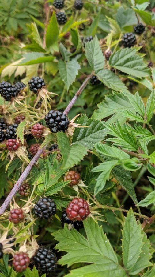Peterseliebraam met diep ingesneden bladeren en zwarte bessen in een zonnige tuinrand