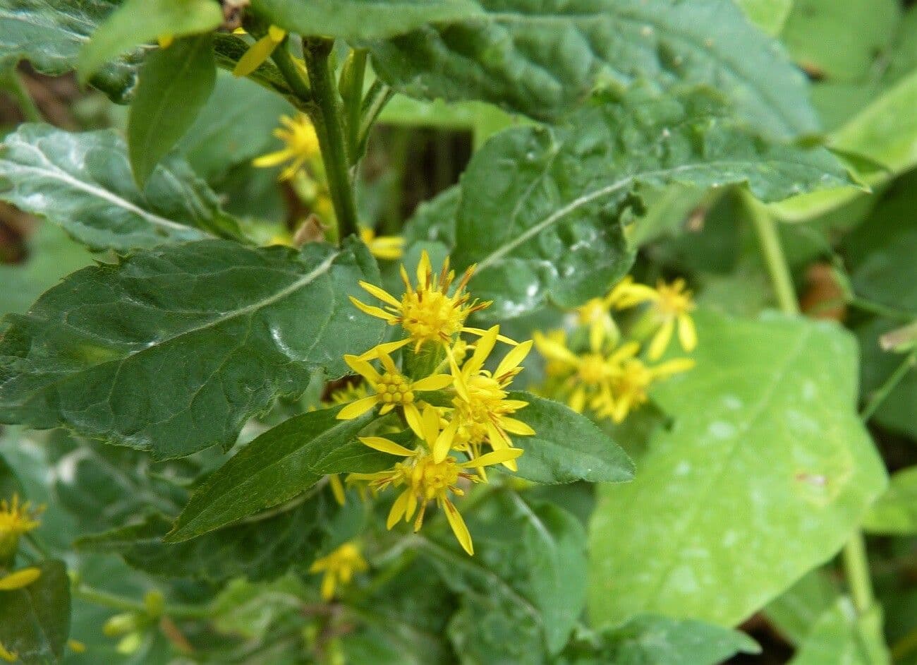 Grote ovale bladeren en gele bloeitrossen van Solidago macrophylla aan een bosrand