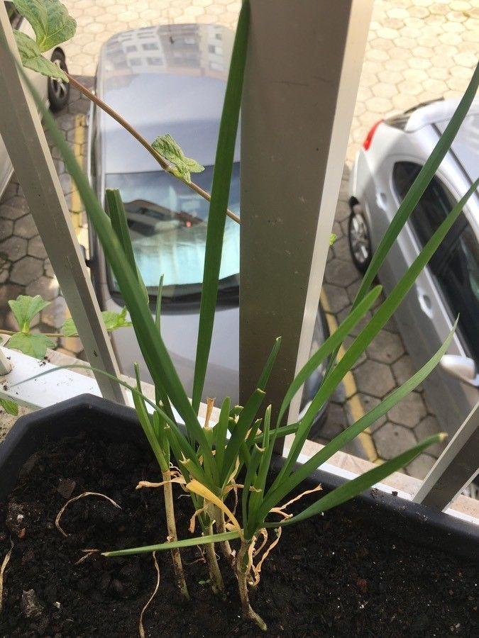 Dichte Büschel chinesischen Schnittlauchs mit flachen Blättern und weißen Kugelblüten in einem sonnigen Kräuterbeet