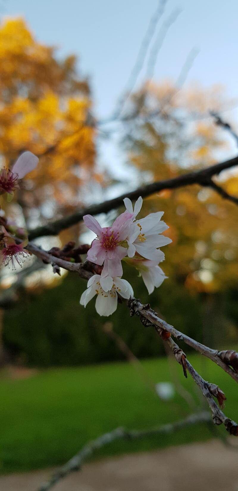 Winterbloeiende kers in volle bloei tegen een lichte lenteochtend