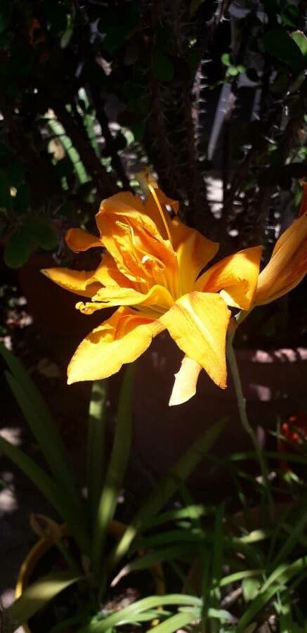 Lis d'un jour de l'Amour avec fleurs oranges ebauchees