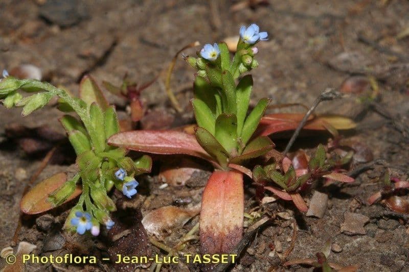 Myosotis sicula, myosotis de Sicile avec ses petites fleurs bleues en milieu mediterraneen ensoleille