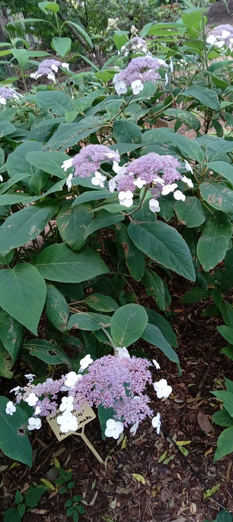 Fleurs en panicules d'hortensia de Sargent en aout