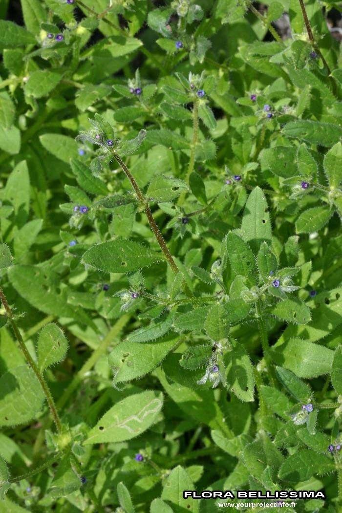 Niederliegendes Scharfkraut in voller Blüte auf trockenem Boden, mit niedrig wachsenden blauen Blüten