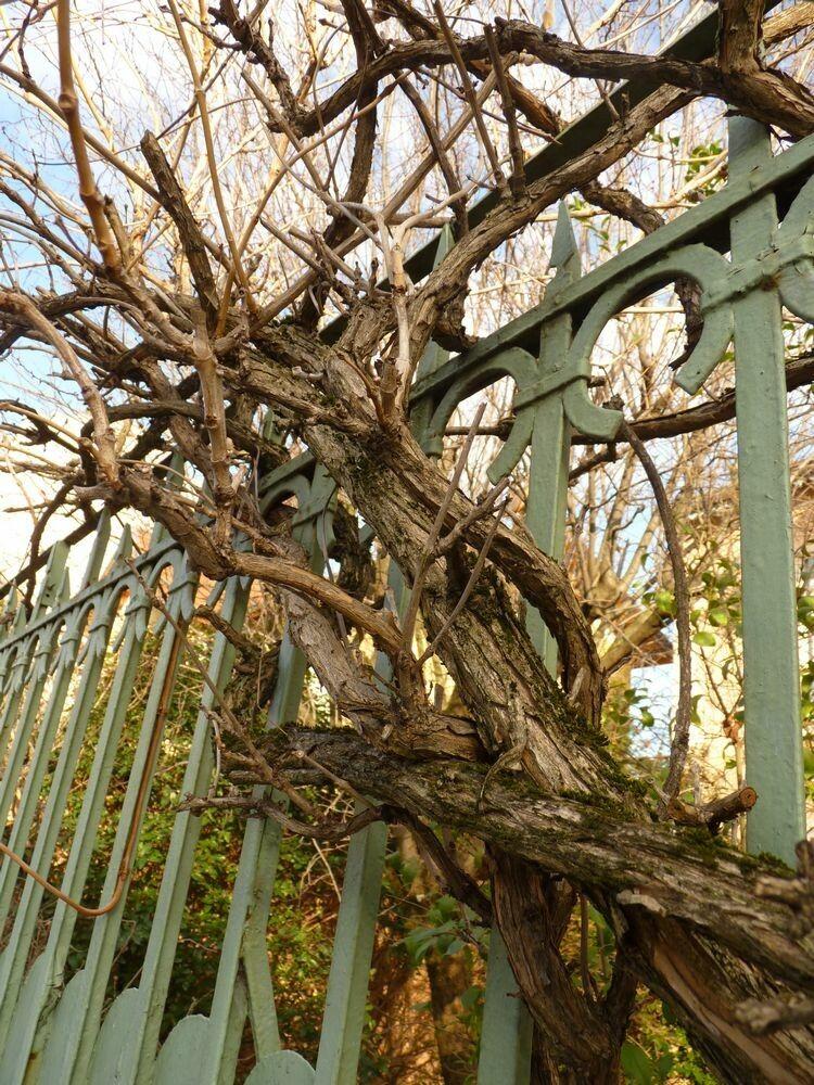 Amerikanische Klettertrompete in voller Blüte an einem Holzspalier, orangerote trompetenförmige Blüten im grünen Laub