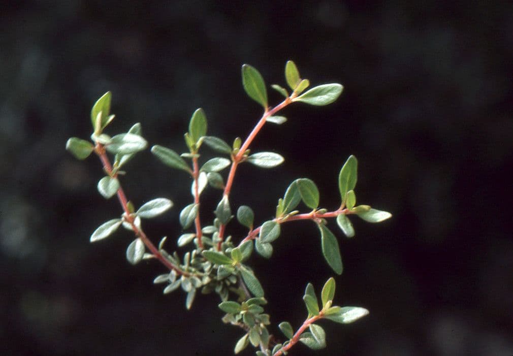 Fleurs de Thymus nitens