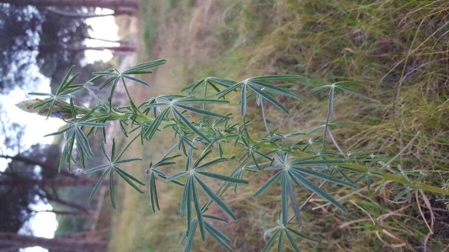 European blue lupine in full bloom in a sunny garden border