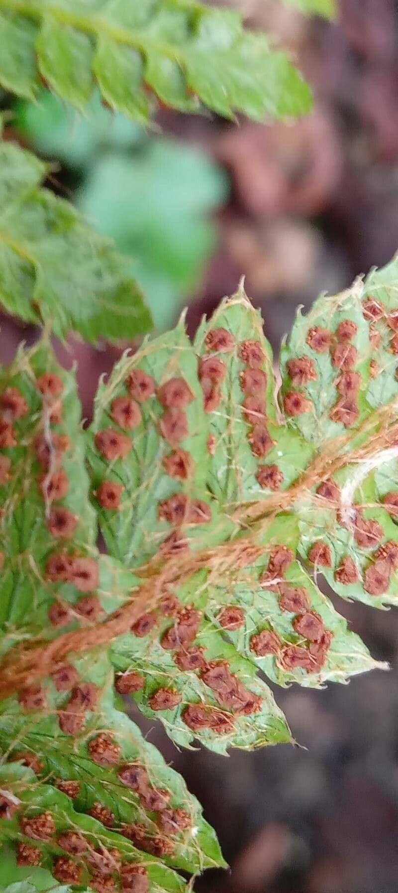Glanzende bruine en groene veren van de Koreaanse glansschild-varen